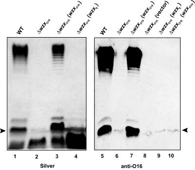 FIG. 1.