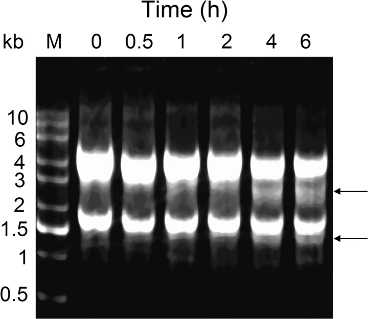 FIG. 2.