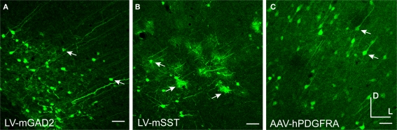 Figure 10