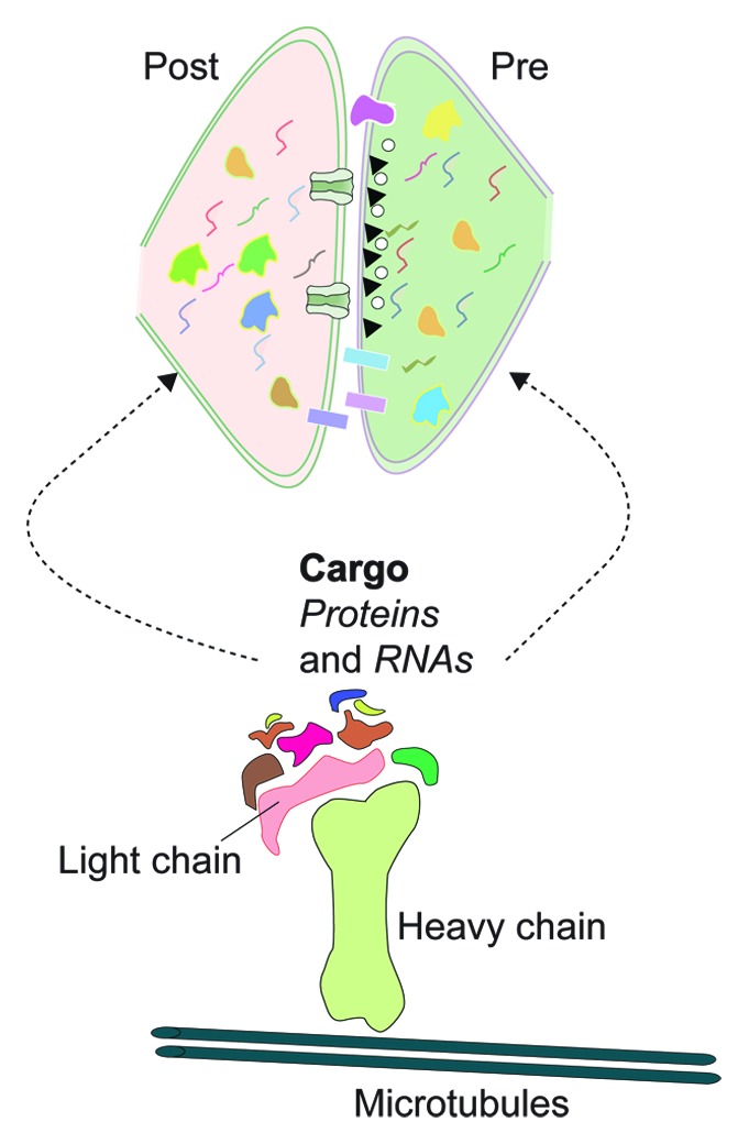 graphic file with name rna-10-1765-g1.jpg