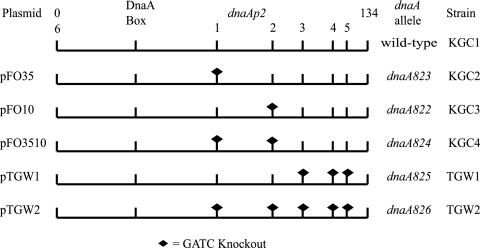 FIG. 2.