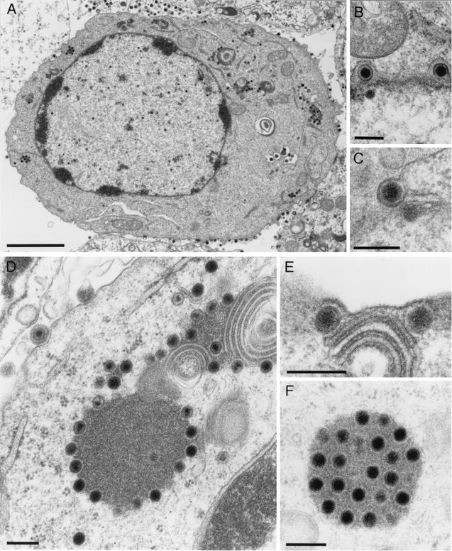 FIG. 6.