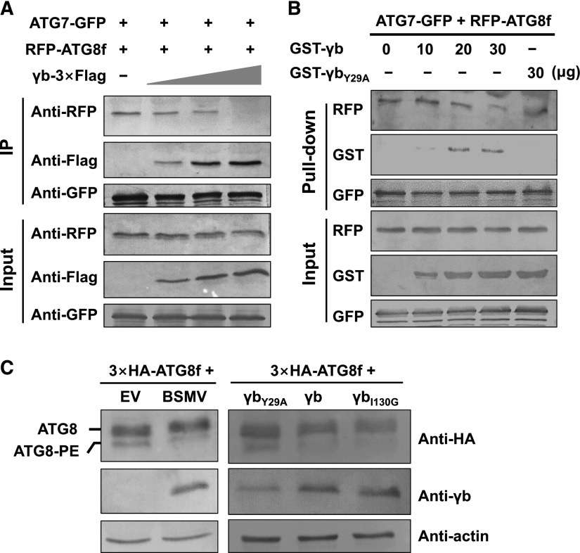 Figure 7.