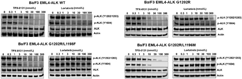 Figure 2. The effect of TPX-0131 on phosphorylation of ALK in engineered Ba/F3 cell models containing WT or mutated EML4-ALK as measured by immunoblotting for ALK and phospho-ALK relative to a control protein (actin). TPX-0131 had similar potency to lorlatinib in suppressing WT EML4-ALK phosphorylation but significantly more potency against an EML4-ALK fusion carrying G1202R and compound mutations including G1202R/L1198F and G1202R/L1196M.