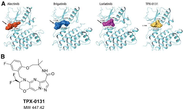 Figure 1. Design of TPX-0131. A, Molecular modeling of alectinib, brigatinib, and lorlatinib in the ALK active site shows that they extend into the solvent front area. TPX-0131 has a conformationally constrained, compact, macrocyclic structure, which is modeled to bind completely inside the ATP adenosine-binding site and avoid gatekeeper and solvent front regions. B, The molecular structure of TPX-0131. MW, molecular weight.