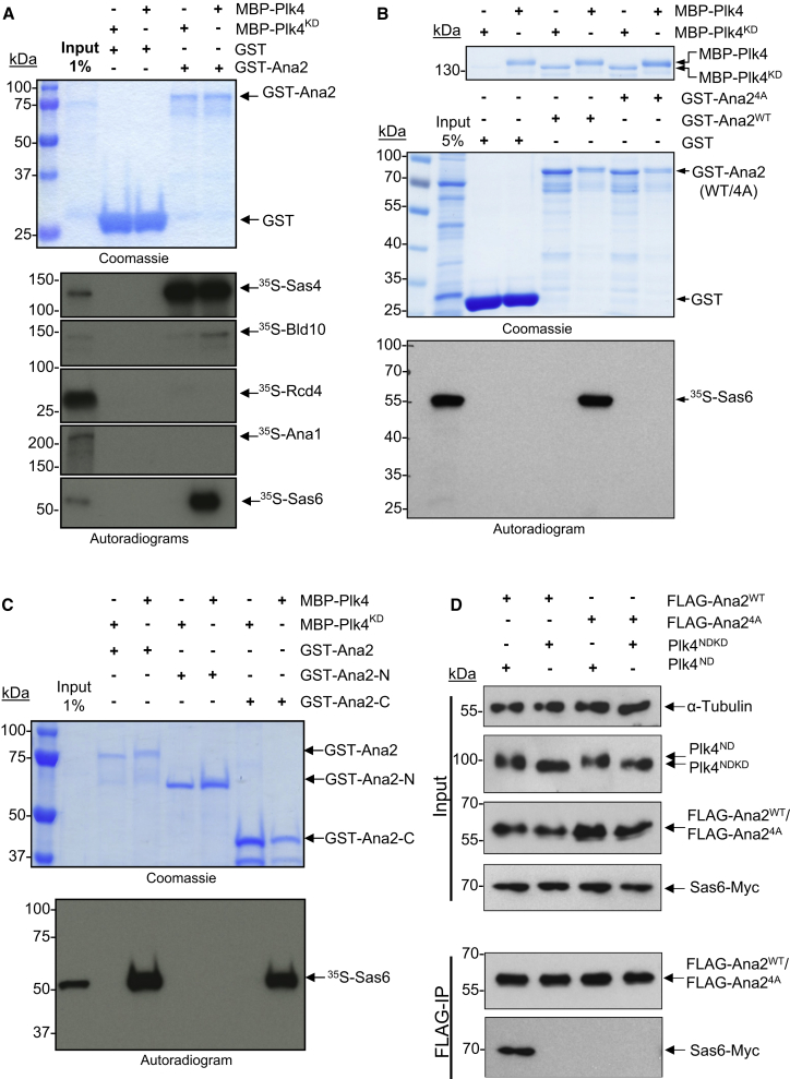 Figure 2