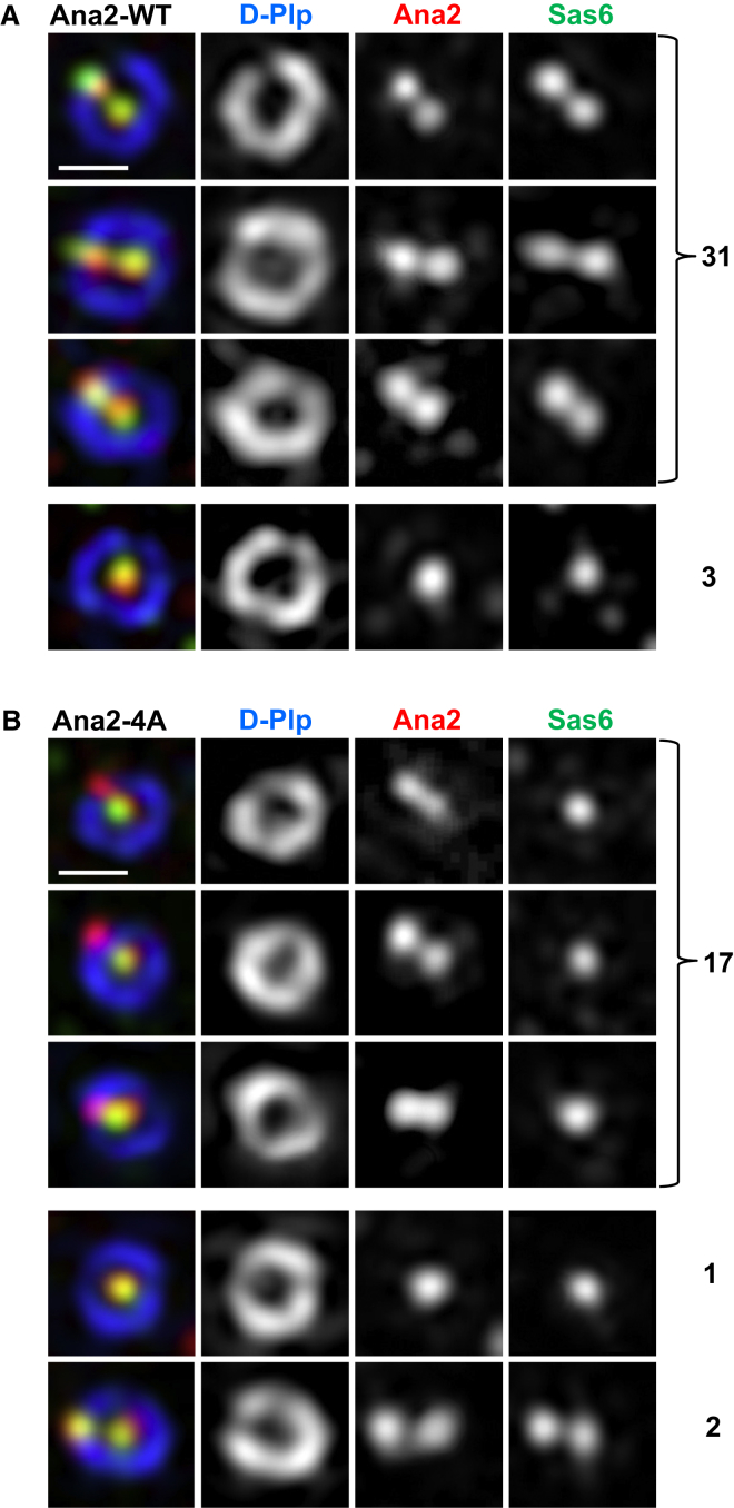 Figure 4