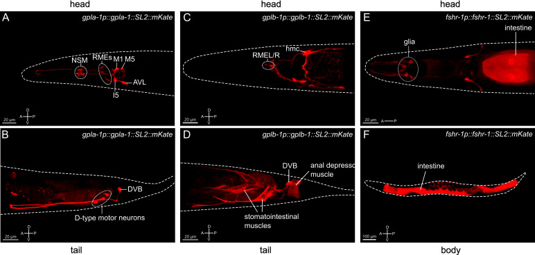 Figure 3