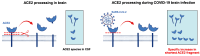 Graphical Abstract