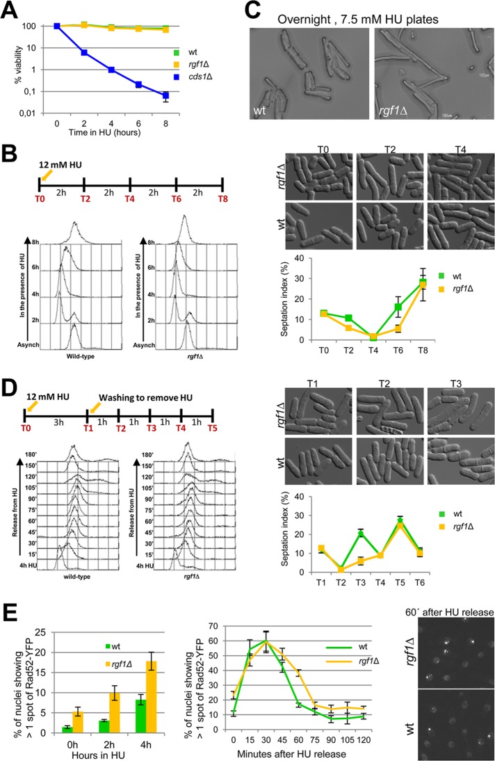 FIGURE 7: