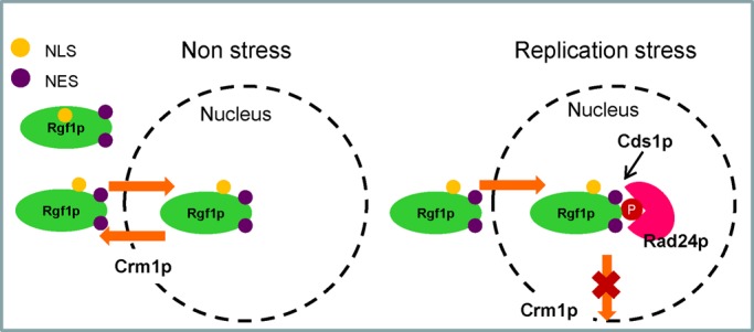 FIGURE 8: