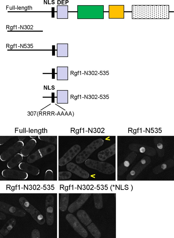 FIGURE 2: