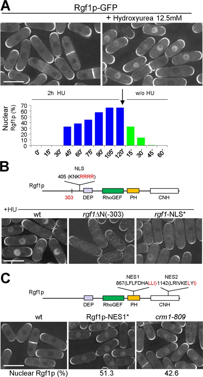 FIGURE 3: