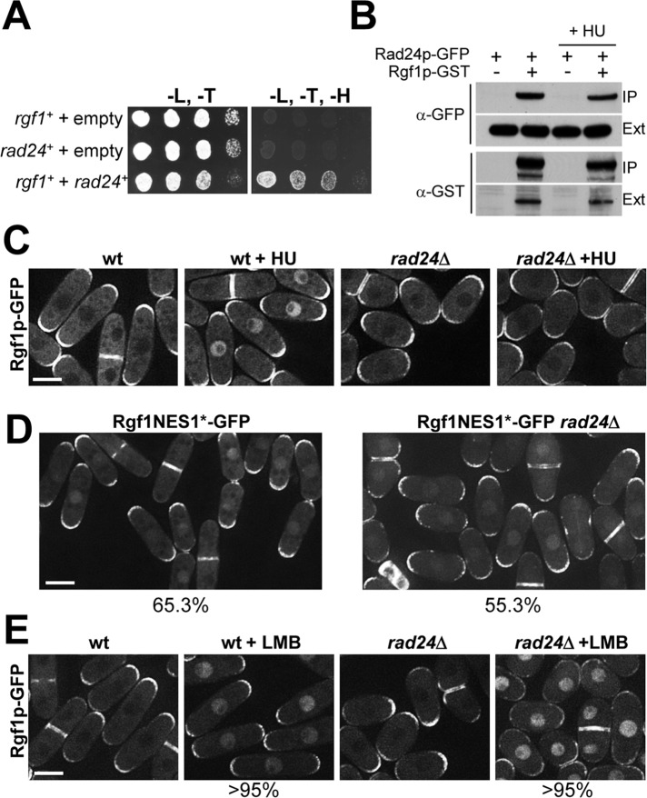 FIGURE 4: