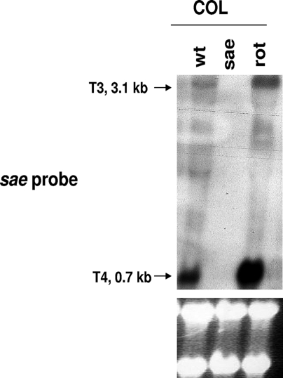 FIG. 5.