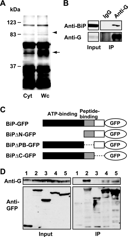 FIG. 2.