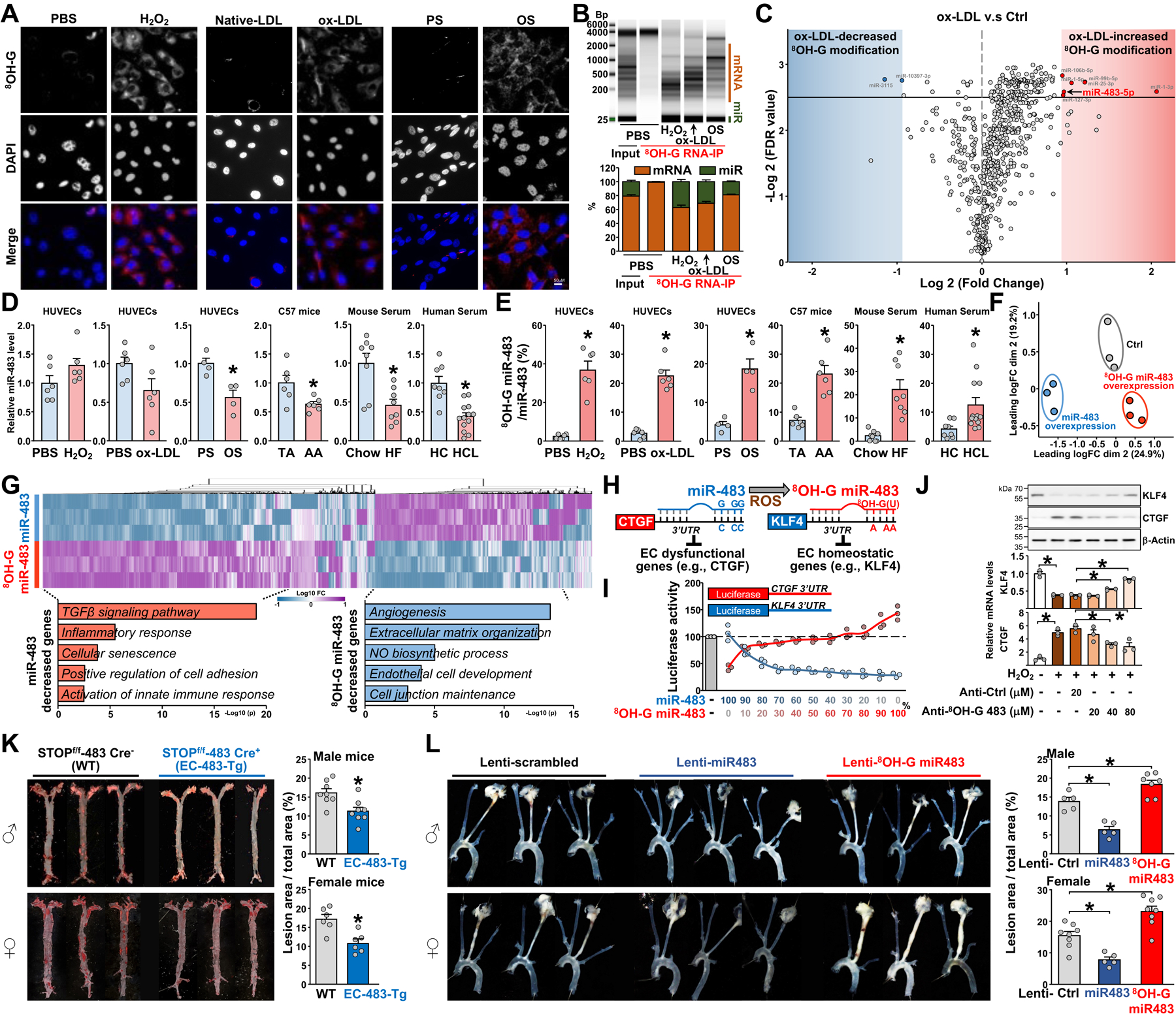 Epitranscriptomic modification of miR-483 to 8OH-G miR-483 impairs EC function and increases atherosclerosis susceptibility.