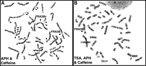 Figure 3.