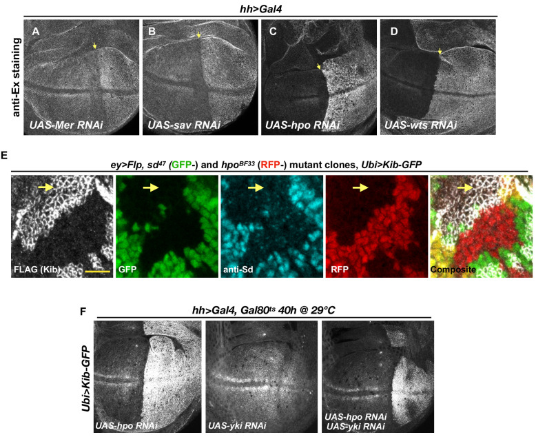 Figure 2—figure supplement 2.