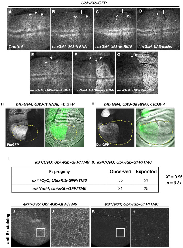 Figure 5—figure supplement 1.