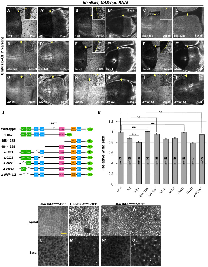 Figure 6—figure supplement 1.