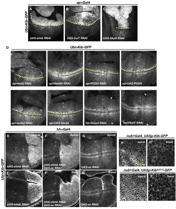 Figure 3—figure supplement 1.