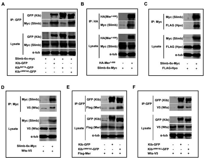 Figure 6—figure supplement 2.