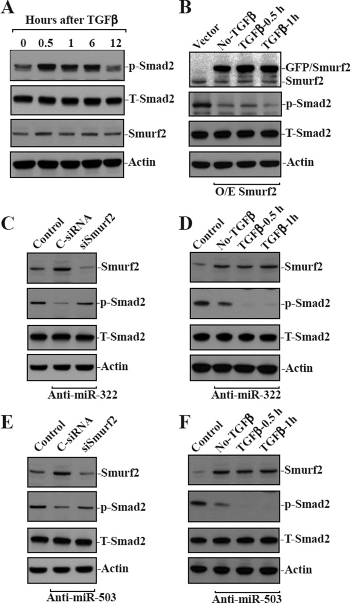 FIGURE 5: