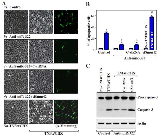 FIGURE 6: