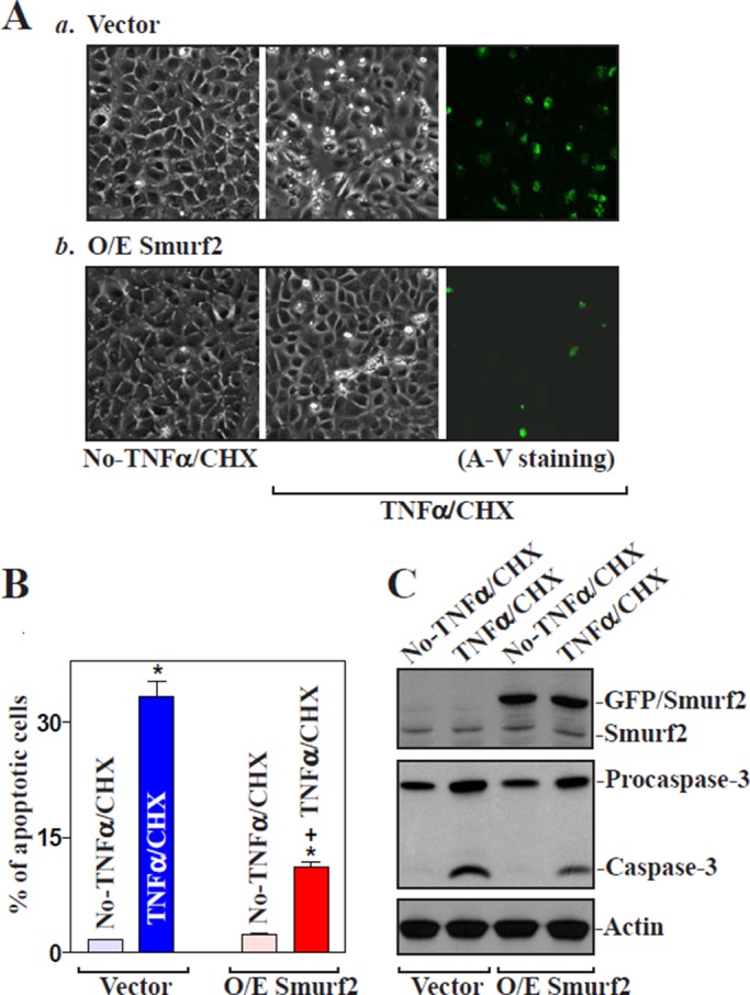 FIGURE 7: