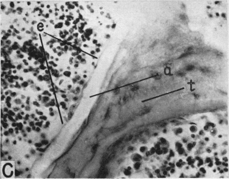 Fig. 2c