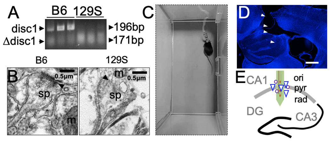 Figure 1: