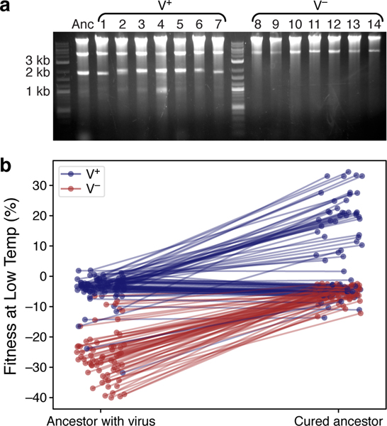 Fig 3.