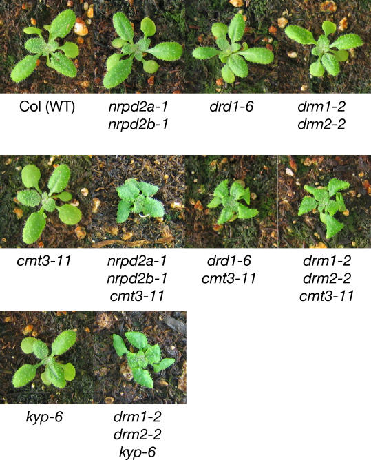 Figure 5