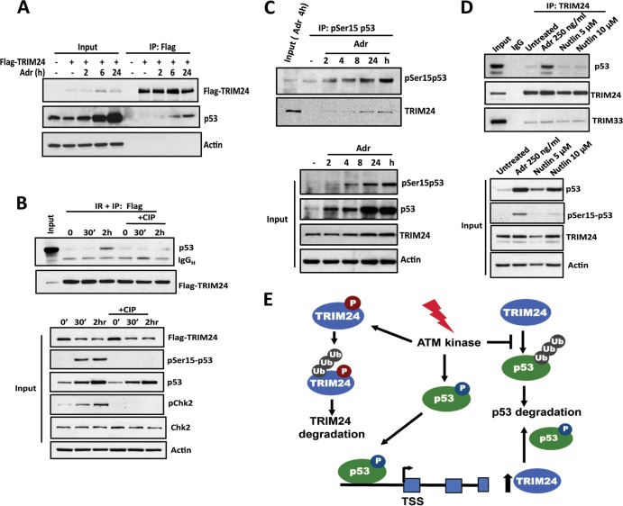 FIG 8