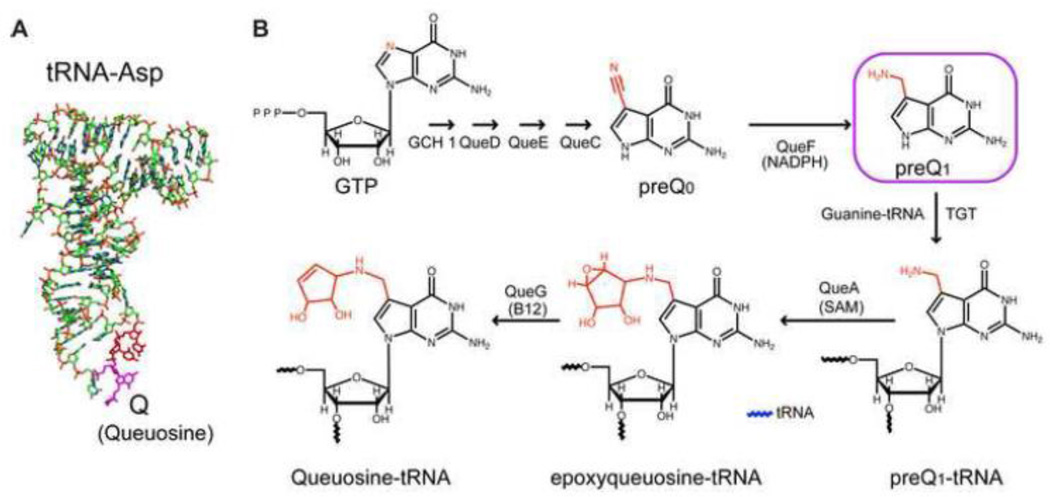 Structure and function of preQ1 riboswitches - PMC