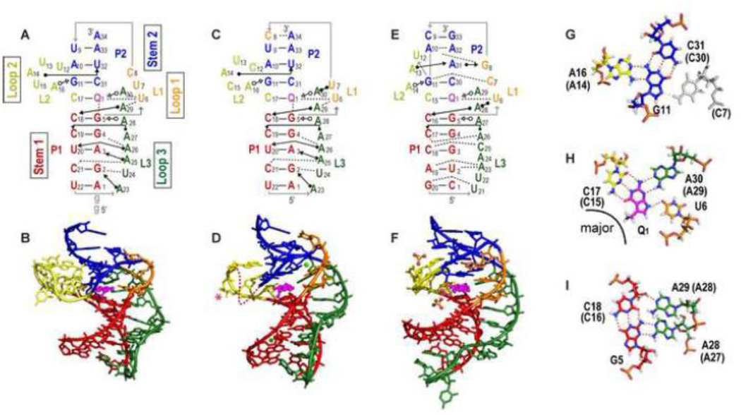 Structure and function of preQ1 riboswitches - PMC