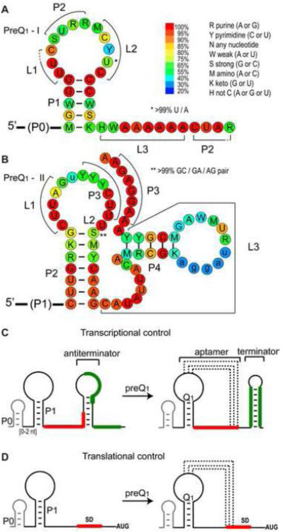 Structure and function of preQ1 riboswitches - PMC