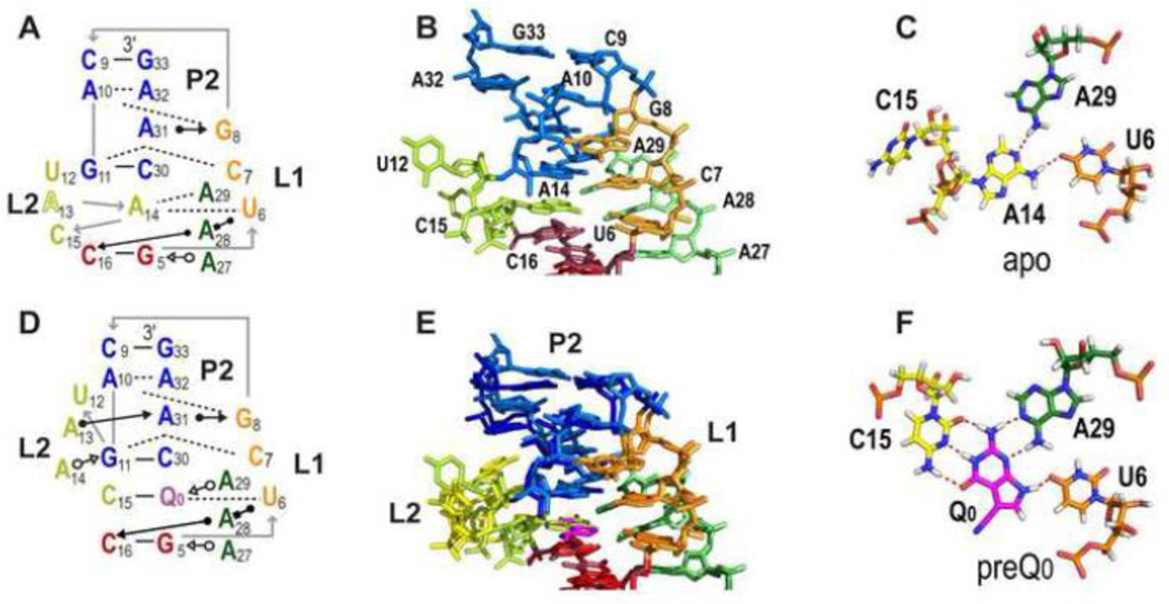 Structure and function of preQ1 riboswitches - PMC