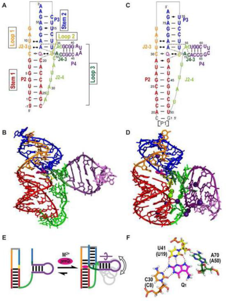 Structure and function of preQ1 riboswitches - PMC