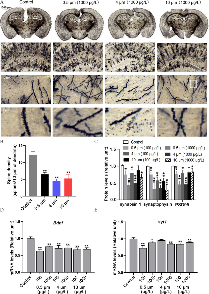 Figure 7A is a stained tissue with four columns, namely, control, 0.5 micrometer (1,000 micrograms per liter), 4 micrometers (1,000 micrograms per liter), and 10 micrometers (1,000 micrograms per liter). Figure 7B is a bar graph, plotting spine density (spines per 10 micrometers of dendrite), ranging from 0 to 15 in increments of 5 (y-axis) across control, 0.5 micrometer, 4 micrometers, and 10 micrometers (x-axis). Figure 7C is a set of clustered bar graphs, plotting protein levels (relative unit), ranging from 0.0 to 1.5 in increments of 0.5 (y-axis) across synapsin 1, synaptophysin, and P S D 95 (x-axis) for control, 0.5 micrometer (100 micrograms per liter), 0.5 micrometer (1,000 micrograms per liter), 4 micrometers (100 micrograms per liter), 4 micrometers (1,000 micrograms per liter), 10 micrometers (100 micrograms per liter), and 10 micrometers (1,000 micrograms per liter). Figures 7D and 7E are bar graphs titled brain-derived neurotrophic factor and synaptotagmin-1, plotting Messenger Ribonucleic acid levels (relative unit), ranging from 0.0 to 1.5 in increments of 0.5 (y-axis) across control, 0.5 micrometer with 100 and 1,000, 4 micrometers with 100 and 1,000, and 10 micrometers with 100 and 1,000 (x-axis), respectively.