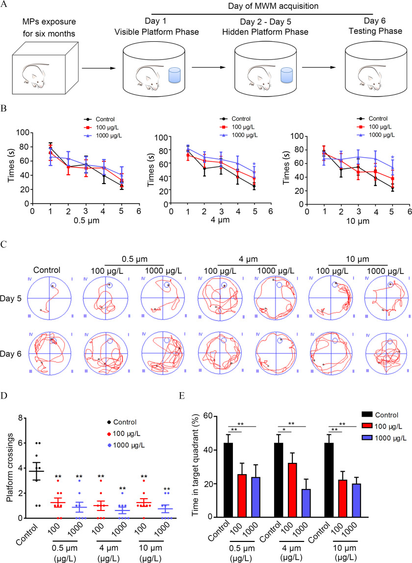 Figure 4A is a schematic timeline that depicts the following information: Microplastics exposure for six months leads to Day 1 of the visible platform phase with a cartoon illustration of a mouse inside a box. Day 1 of the visible platform phase leads to Days 2 to 5 of the hidden platform phase with a cartoon illustration of a mouse inside a pool with a platform. Days 2 to 5 of the hidden platform phase with a cartoon illustration of a mouse inside a pool with a platform leads to Day 6 of the testing phase with a cartoon illustration of a mouse inside a pool without a platform. Figure 4B is a set three line graphs, plotting times (seconds), ranging from 0 to 100 in increments of 20 (y-axis) across 0.5 micrometer, 4 micrometers, and 10 micrometers, each ranging from 0 to 6 in unit increments (x-axis) for control, 100 micrograms per liter, and 1,000 micrograms per liter. Figure 4C depicts swimming routes of mice with two rows, namely, Day 5 and Day 6, and four main columns, namely, control, 0.5 micrometer, 4 micrometers, and 10 micrometers. The columns, 0.5 micrometer, 4 micrometers, and 10 micrometers are subdivided into two columns, namely, 100 micrograms per liter and 1,000 micrograms per liter. Figure 4D is an error bar graph, plotting platform crossings, ranging from 0 to 8 in increments of 2 (y-axis) across columns, namely, control, 0.5 micrometer with 100 and 1,000, 4 micrometers with 100 and 1,000, and 10 micrometers with 100 and 1,000 (x-axis) for control and 100 micrograms per liter, and 1,000 micrograms per liter. Figure 4E is a set of bar graphs, plotting time in target quadrant (percentage), ranging from 0 to 60 in increments of 20 (y-axis) across control, 0.5 micrometer with 100 and 1,000, control, 4 micrometers with 100 and 1,000, control, and 10 micrometers with 100 and 1,000 (x-axis) for control and 100 micrograms per liter, and 1,000 micrograms per liter.