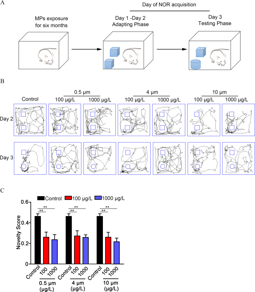 Figure 5A is a timeline that depicts the following information: Microplastic exposure for six months leads to Days 1 to 2 of the adapting phase with a cartoon illustration of a mouse and two identical objects inside a box. Days 1 to 2 of the adapting phase with a cartoon illustration of a mouse and two identical objects inside a box leads to Day 3 of the testing phase with a cartoon illustration of a mouse and non-identical objects inside a box. Figure 5B depicts walking routes of a mice with two rows, namely, Day 2 and Day 3, and four main columns, namely, control, 0.5 micrometer, 4 micrometers, and 10 micrometers. The columns, 0.5 micrometer, 4 micrometers, and 10 micrometers are subdivided into two columns, namely, 100 micrograms per liter and 1,000 micrograms per liter. Figure 5C is a set of bar graphs, plotting novelty score, ranging from 0 to 0.6 in increments of 0.2 (y-axis) across control, 0.5 micrometer with 100 and 1,000, control, 4 micrometers with 100 and 1,000, control, and 10 micrometers with 100 and 1,000 (x-axis) for control and 100 micrograms per liter, and 1,000 micrograms per liter.