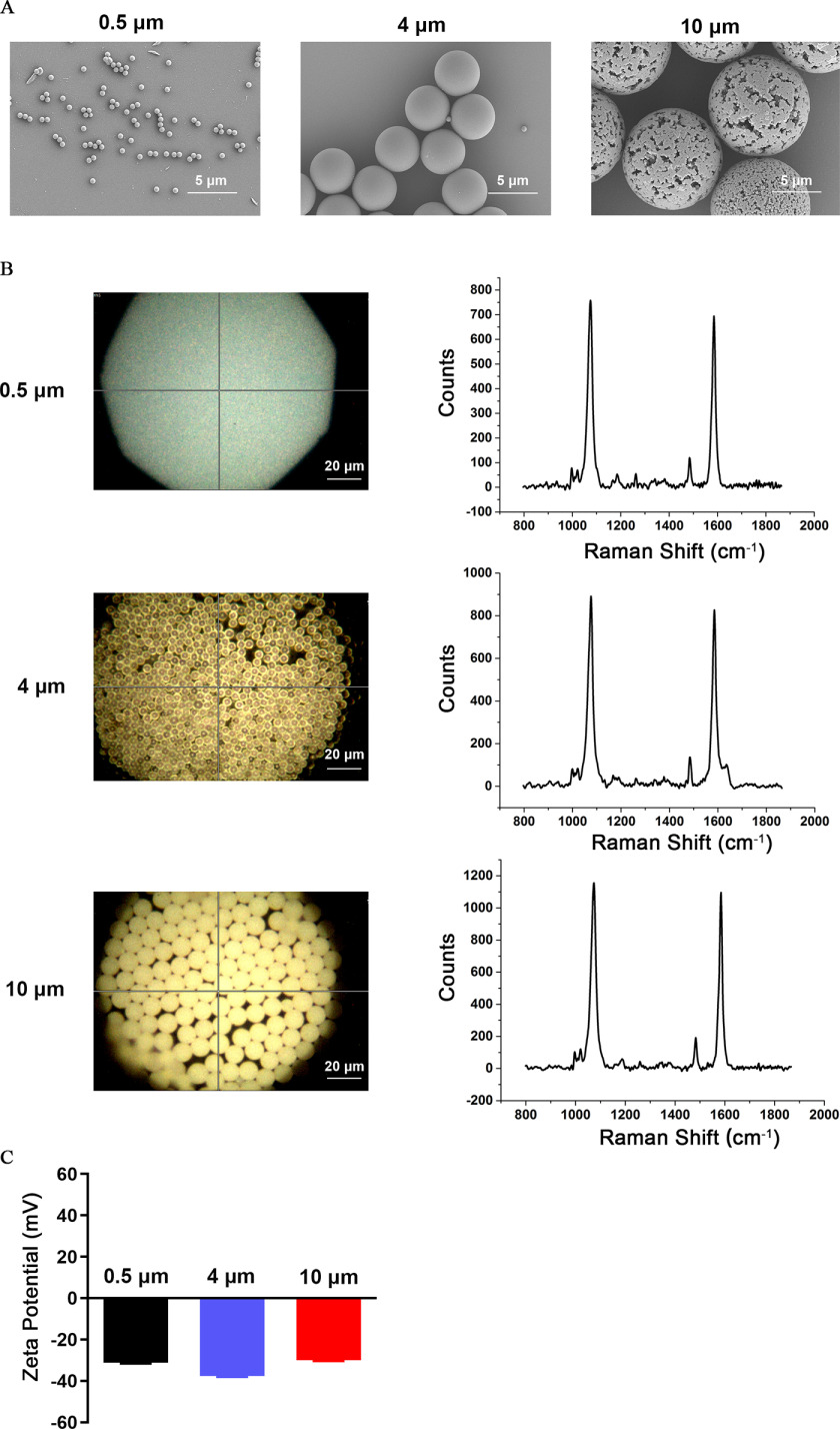 Figure 1A is a set of three scanning electron microscopy photomicrographs with 0.5 micrometer, 4 micrometers, and 10 micrometers, respectively, which were used to determine the size of the particle and morphology of the microplastics and a scale bar of 5 micrometers. Figure 1 B is a set of three Raman spectroscopy images and three line graphs. The Raman spectroscopy images with 0.5 micrometer, 4 micrometers, and 10 micrometers, respectively, are divided into two parts. The left side depicts the brightfield images with a scale bar of 20 micrometers, and the right side depicts the Raman spectra of microplastics. The three line graphs, plotting counts, ranging from negative 100 to 800 in increments of 100; 0 to 1,000 in increments of 200; and negative 200 to 1,200 in increments of 200 (y-axis) across Raman Shift per centimeter begin superscript negative 1 end superscript, ranging from 800 to 2,000 in increments of 200 (x-axis). Figure 1C is a bar graph, plotting zeta potential (millivolts), ranging from negative 60 to 60 in increments of 20 (y-axis) across 0.5, 4, and 10 micrometers (x-axis).