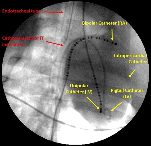 FIGURE 2.