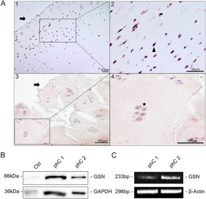 Fig. 2