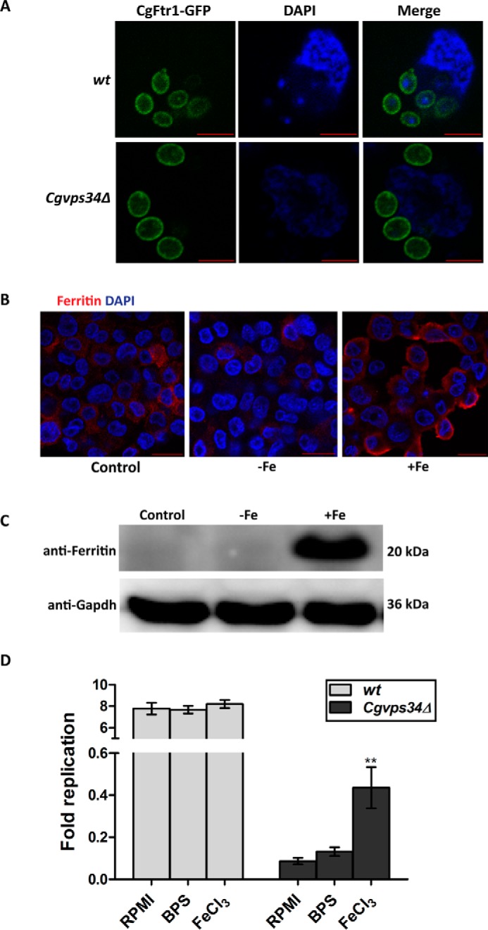 FIGURE 11.