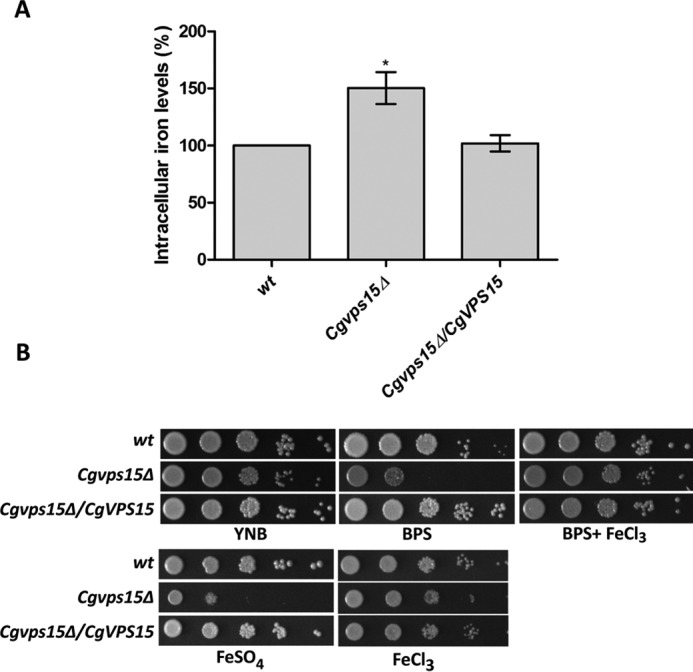 FIGURE 4.