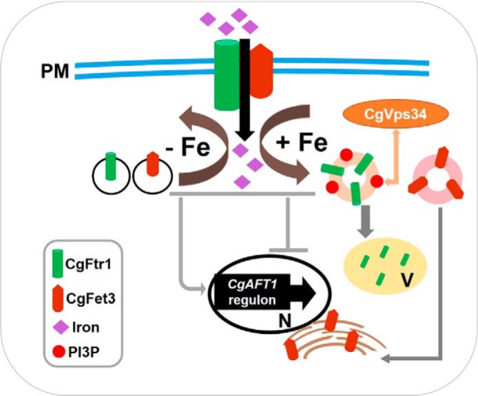 FIGURE 14.