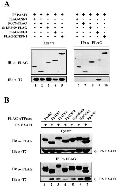 FIG. 5.